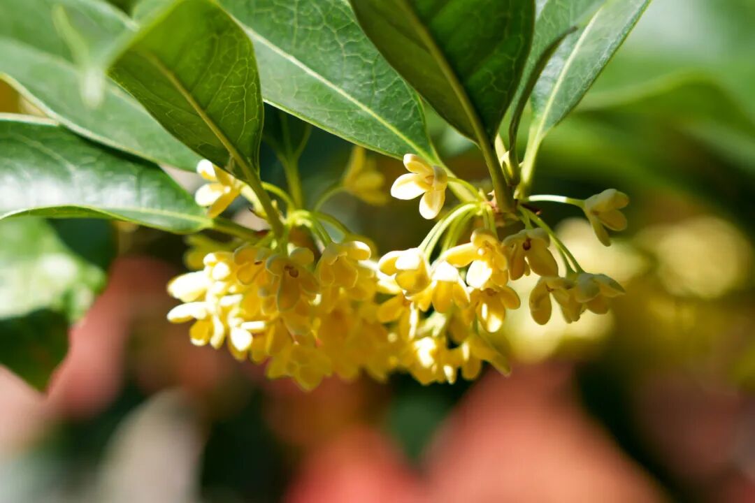 Fall Only in Beijing: Osmanthus Festival Check-in Guide